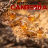 Termite Inspections Canberra image 4